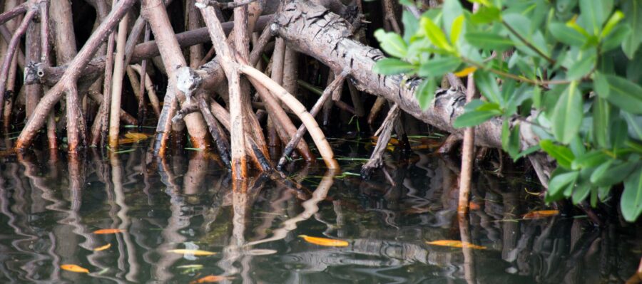 [Jeu] Suite d'images !  - Page 7 Mangrove-forest-900x399